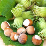 Alun Uriașul de Halle (Corylus avellana 'Hall's Giant')