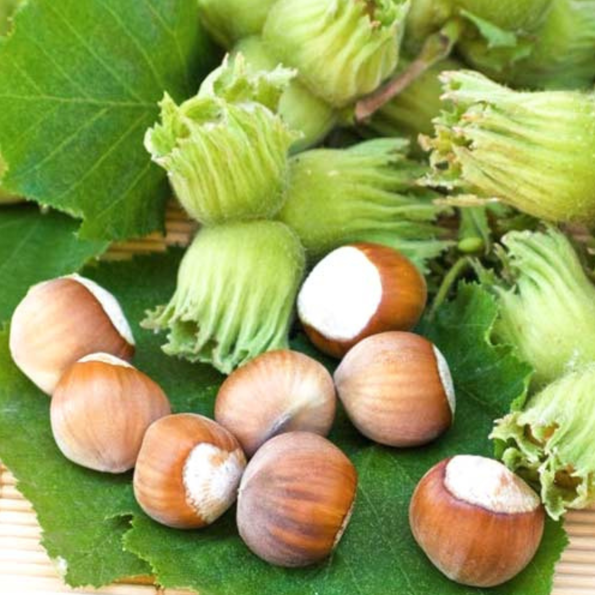 Alun Uriașul de Halle (Corylus avellana 'Hall's Giant')