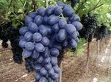 Butași Viță de Vie Autumn Royal (Vitis vinifera 'Autumn Royal')