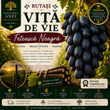 Butași Viță de Vie – Fetească Neagră
