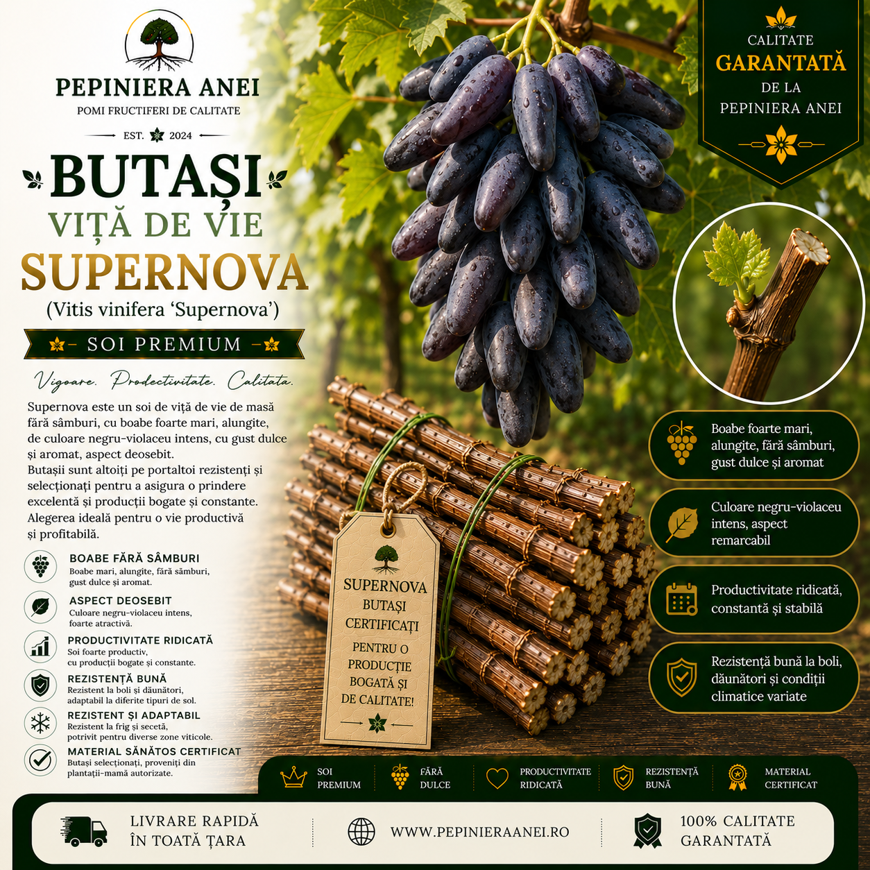 Butași Viță de Vie Supernova (Vitis vinifera 'Supernova')
