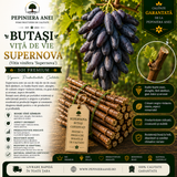 Butași Viță de Vie Supernova (Vitis vinifera 'Supernova')