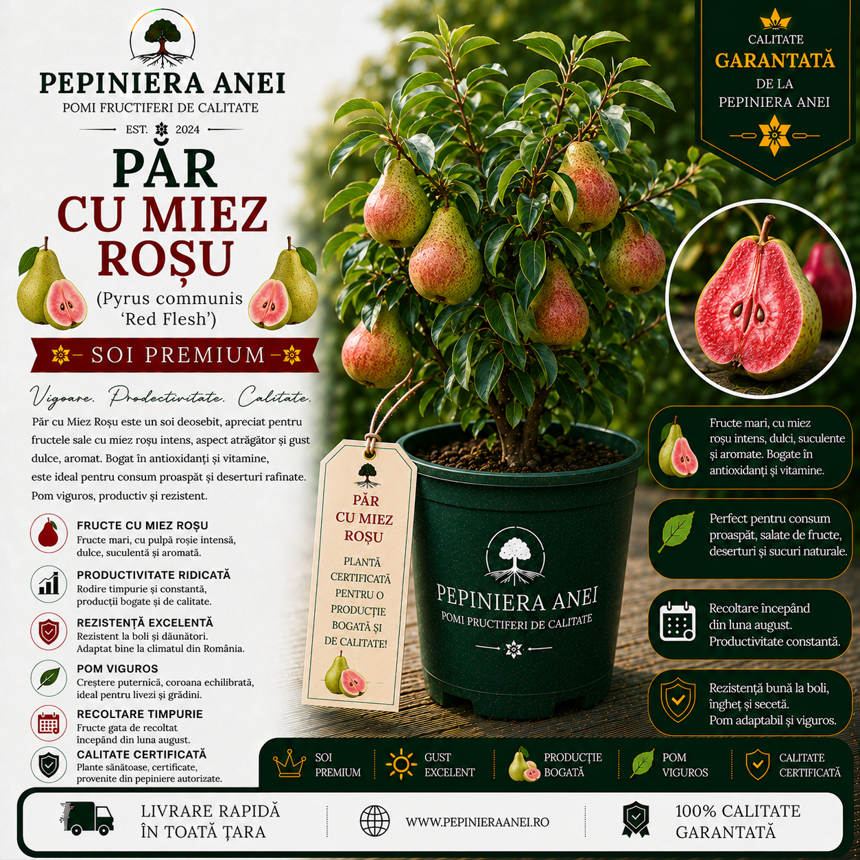 Păr cu Miez Roșu (Pyrus communis 'Red Flesh')