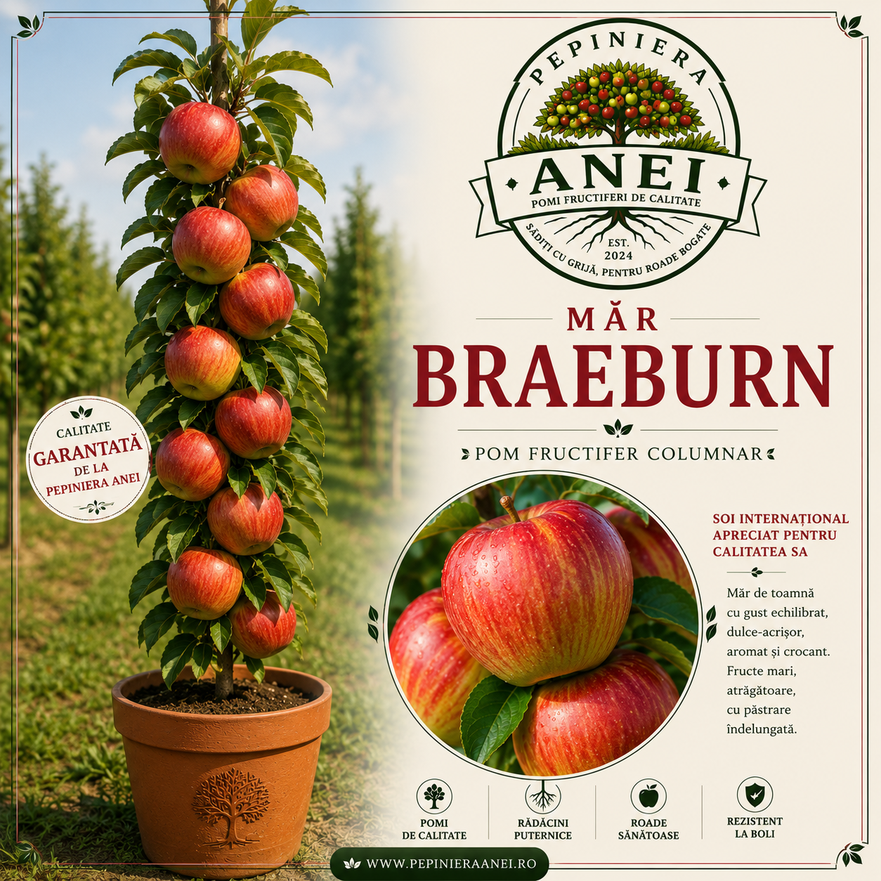 Mar Braeburn