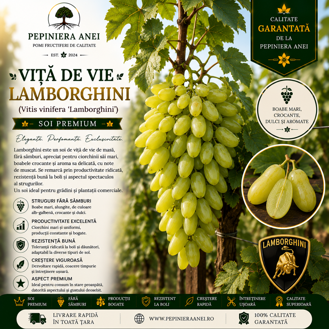 Viță de Vie Lamborghini (Vitis vinifera 'Lamborghini')