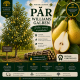 Par Williams Galben