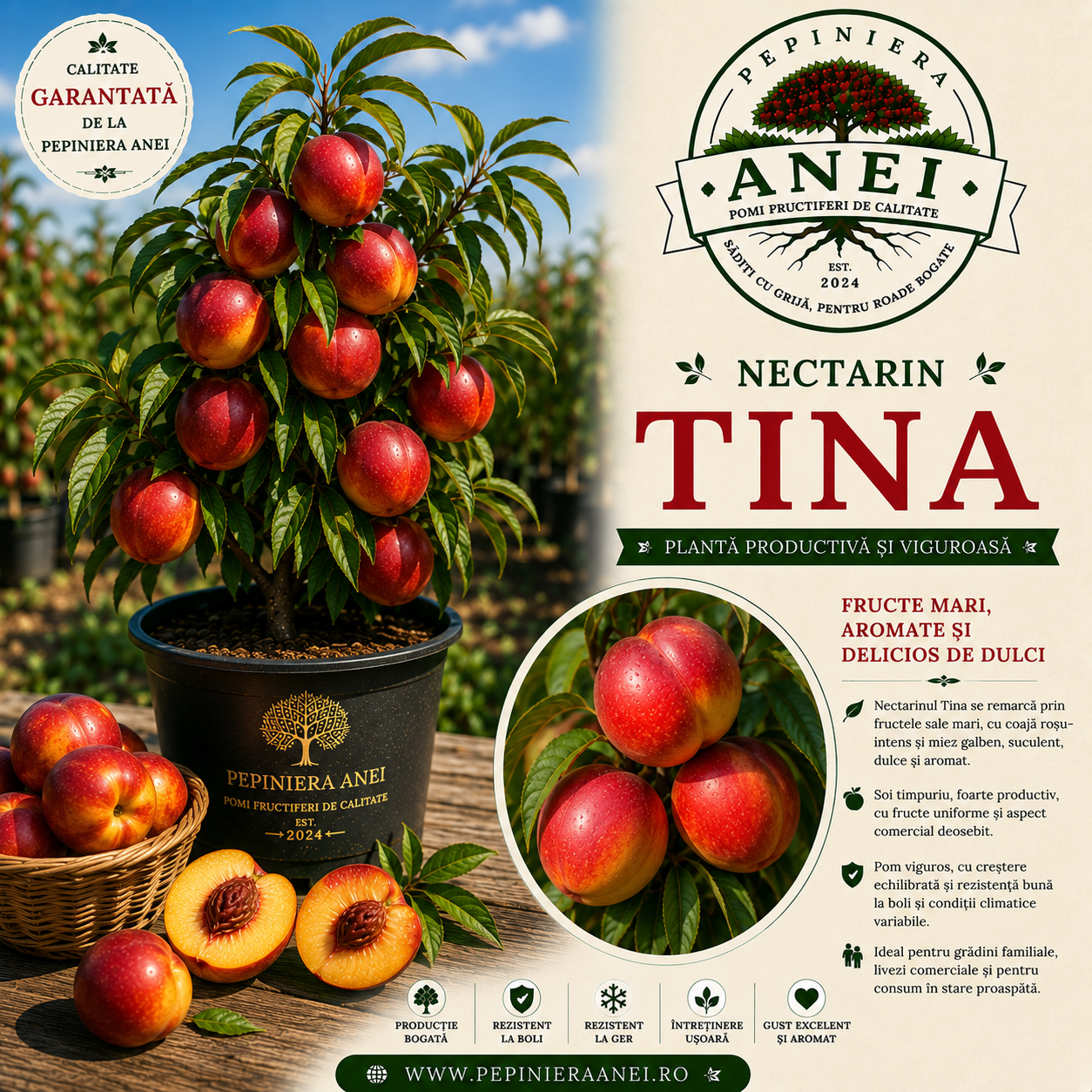 Nectarin – Tina