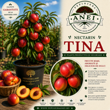 Nectarin – Tina