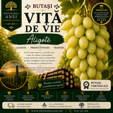 Butași Viță de Vie – Aligoté
