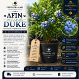 Afin de Cultură Duke (Vaccinium corymbosum 'Duke')