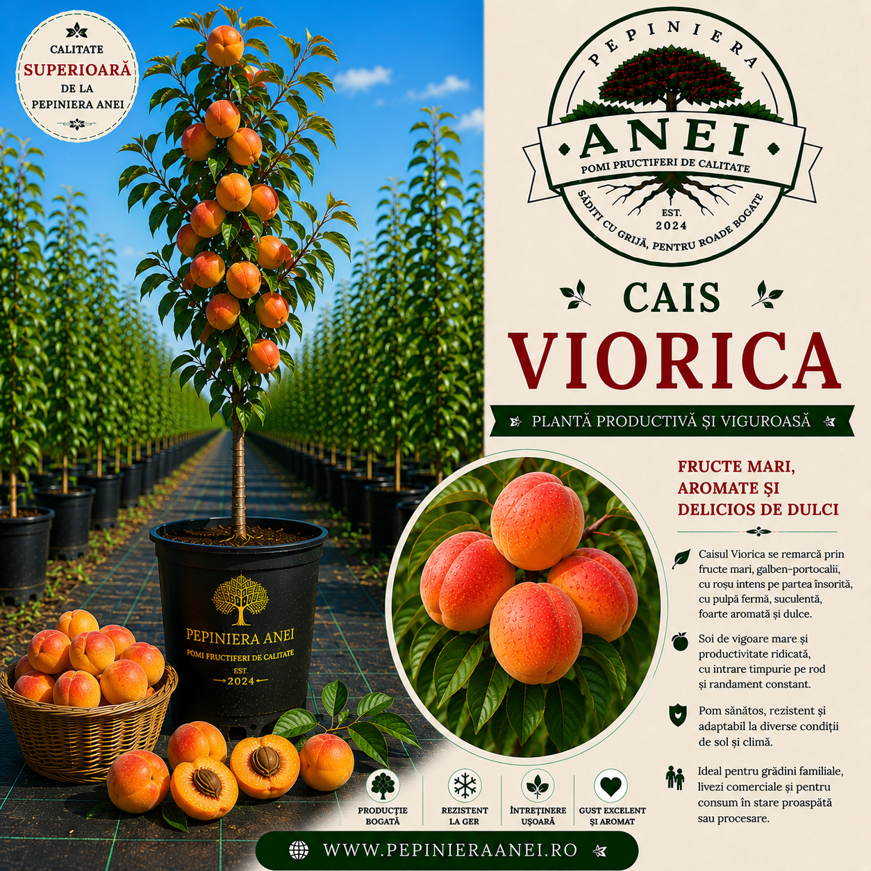 Cais – Viorica