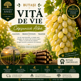 Butași Viță de Vie – Căpșunică Albă