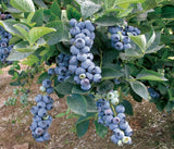 Afin Blue Gold (Vaccinium corymbosum 'Bluegold')