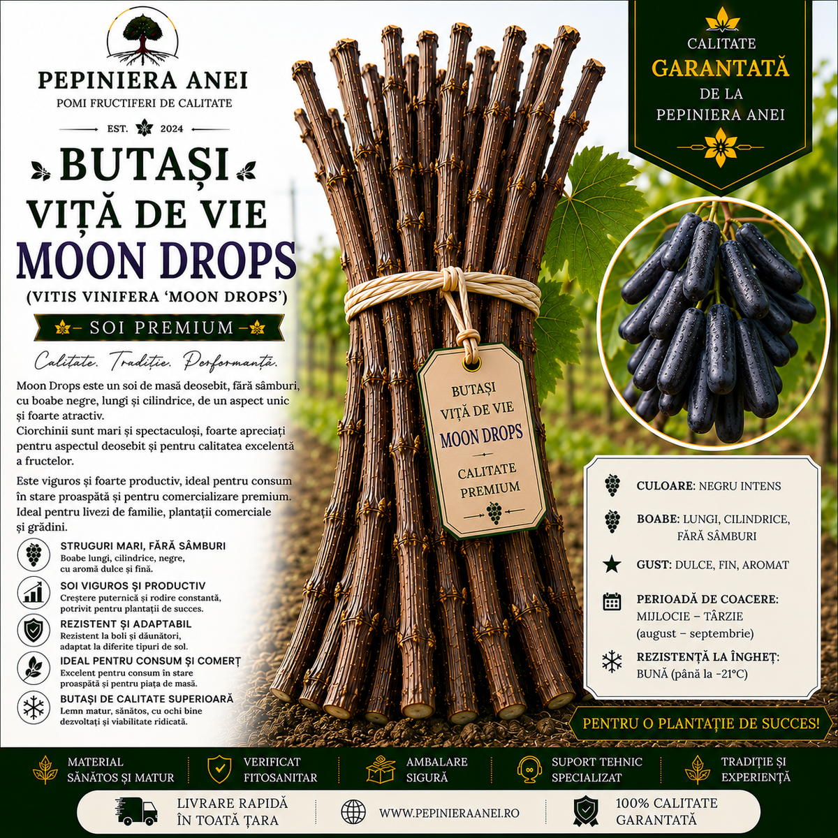 Butași Viță de Vie Moon Drops (Vitis vinifera 'Moon Drops')