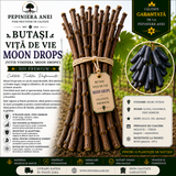 Butași Viță de Vie Moon Drops (Vitis vinifera 'Moon Drops')