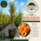 Cais – Bergeron