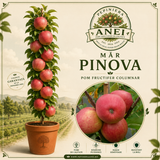 Mar Pinova