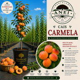 Cais – Carmela