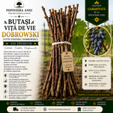 Butași Viță de Vie Dobrowski (Vitis vinifera 'Dobrowski')