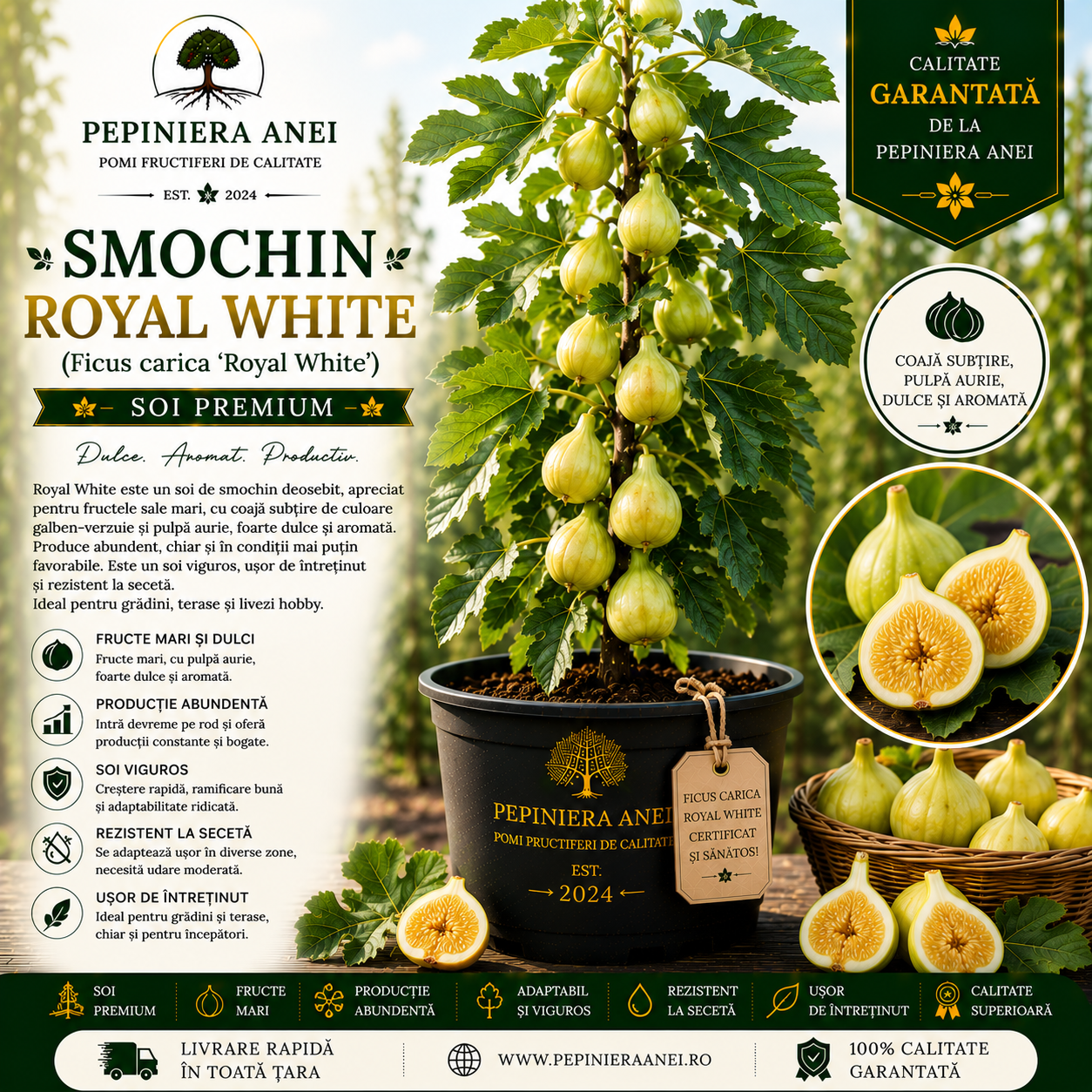 Smochin Royal White (Ficus carica 'Royal White')