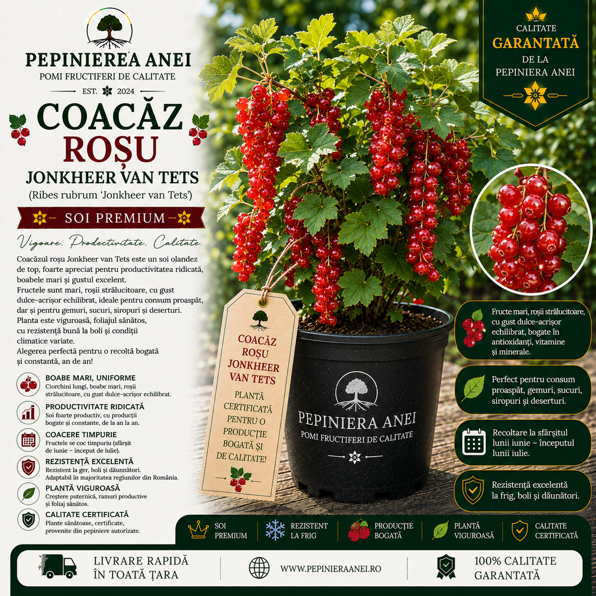 Coacăz Roșu Jonkheer van Tets (Ribes rubrum 'Jonkheer van Tets')