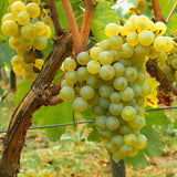 Butași Viță de Vie Chardonnay (Vitis vinifera 'Chardonnay')
