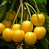 Cireș Dragana Galben (Prunus avium 'Dragana Galben')