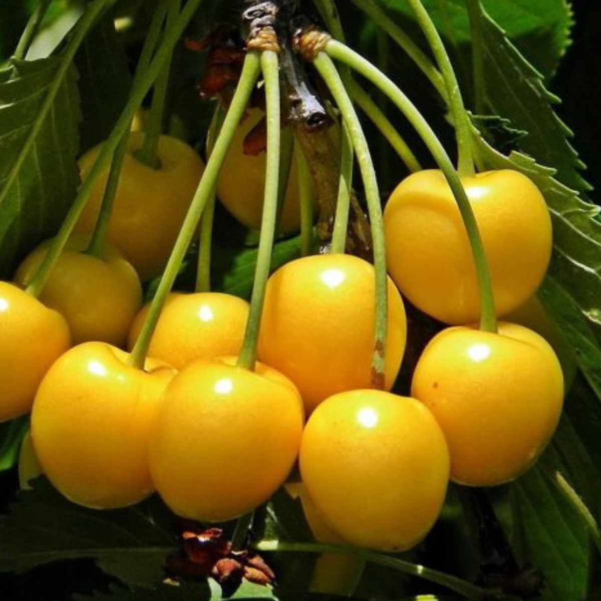 Cireș Dragana Galben (Prunus avium 'Dragana Galben')