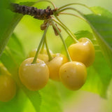 Cireș Durona Gialla (Prunus avium 'Durona Gialla')