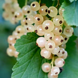 Coacăz Alb Blanka (Ribes rubrum 'Blanka')