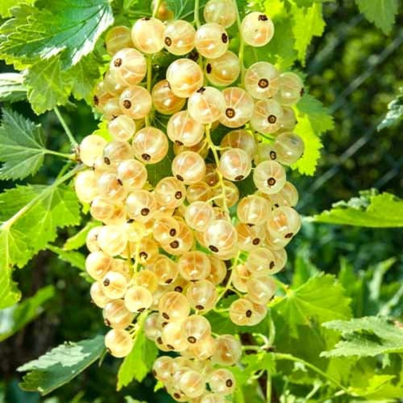 Coacăz Alb Versailles (Ribes rubrum 'Versailles Blanche')