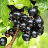 Coacăz Negru Titania (Ribes nigrum 'Titania')