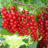 Coacăz Roșu Jonkheer van Tets (Ribes rubrum 'Jonkheer van Tets')