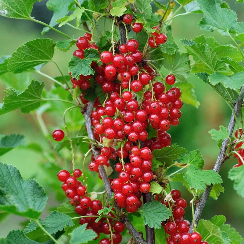 Coacăz Roșu Rolan (Ribes rubrum 'Rolan')