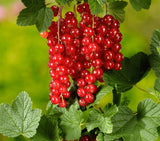 Coacăz Roșu Tufă (Ribes rubrum)