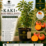Kaki Rojo Brillante (Diospyros kaki 'Rojo Brillante')