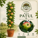 Mar Patul