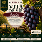 Butași Viță de Vie – Merlot
