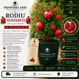 Rodiu Wonderful (Punica granatum 'Wonderful')