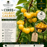 Cireș Gigant Galben (Prunus avium 'Gigant Galben')