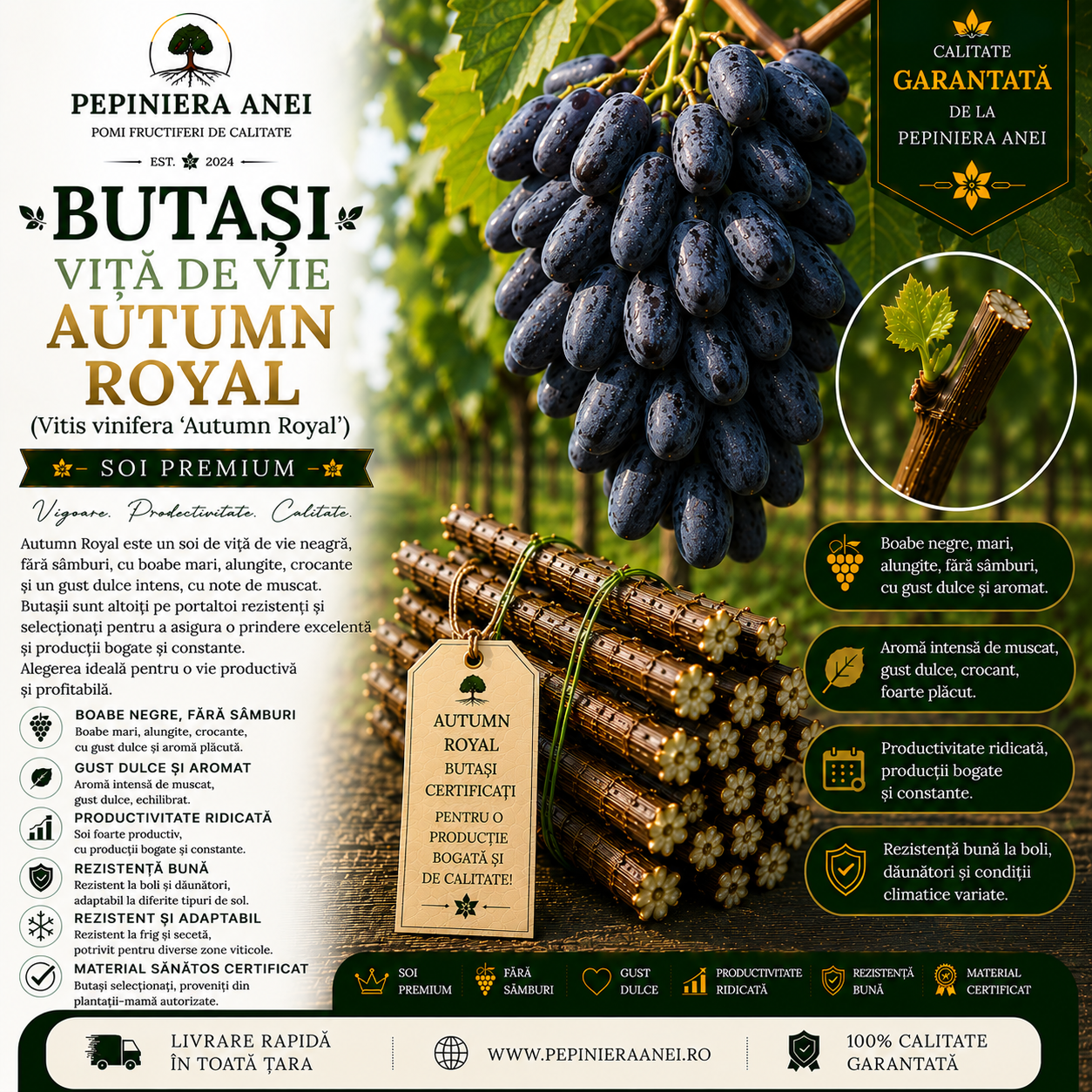Butași Viță de Vie Autumn Royal (Vitis vinifera 'Autumn Royal')