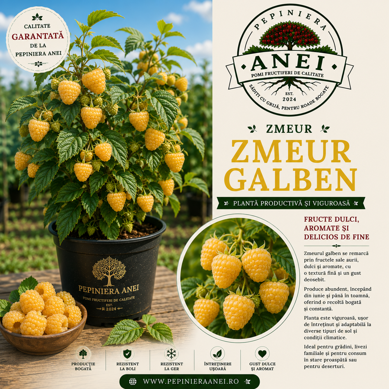 Zmeur Galben