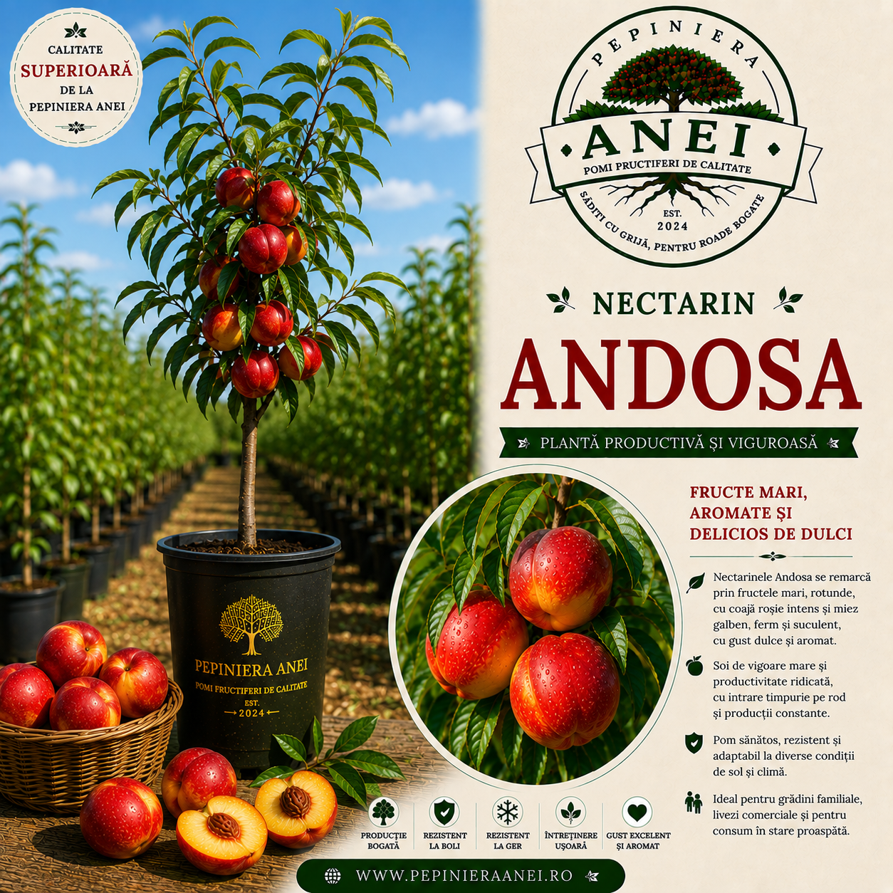 Nectarin – Andosa