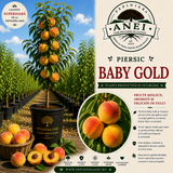 Piersic – Baby Gold