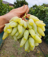 Viță de Vie Lamborghini (Vitis vinifera 'Lamborghini')