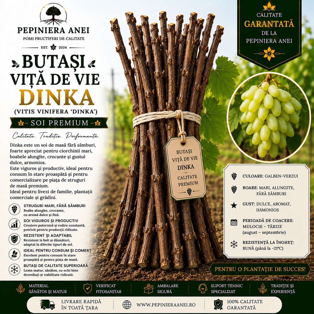 Butași Viță de Vie Dinka (Vitis vinifera 'Dinka')