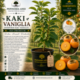 Kaki Vaniglia (Diospyros kaki 'Vaniglia')