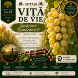 Butași Viță de Vie – Tămâioasă Românească