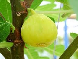 Smochin Verdino (Ficus carica 'Verdino')