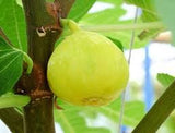 Smochin Verdino (Ficus carica 'Verdino')